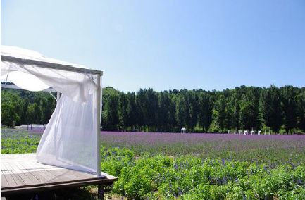 紫海香堤薰衣草庄园推荐 紫海香堤薰衣草庄园推荐