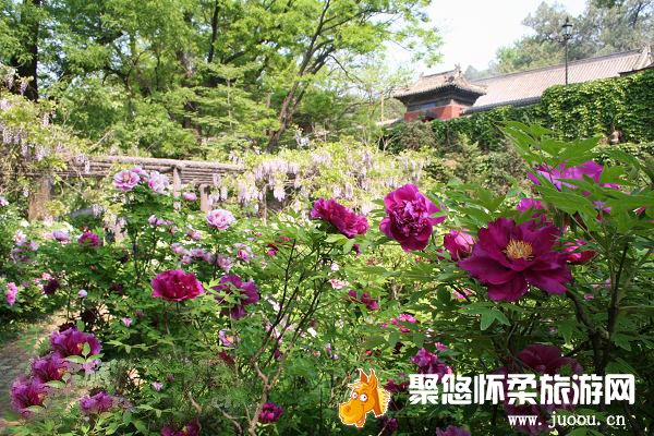 红螺寺景区五一踏青赏花游