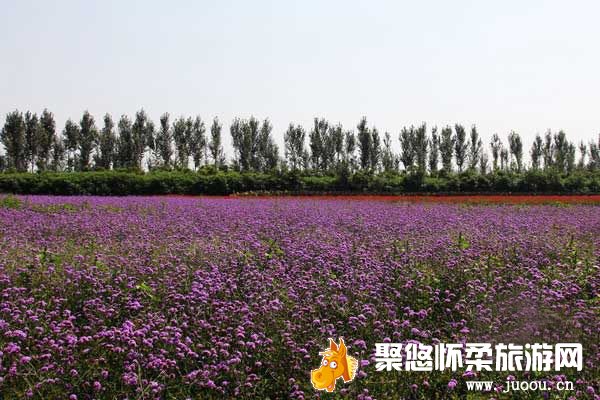 北京香草世界:芳海香田伊甸梦园