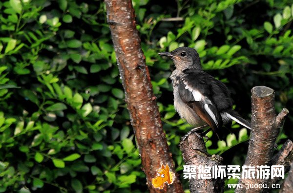 北京怀柔崎峰山国家森林公园观看各种野生动物