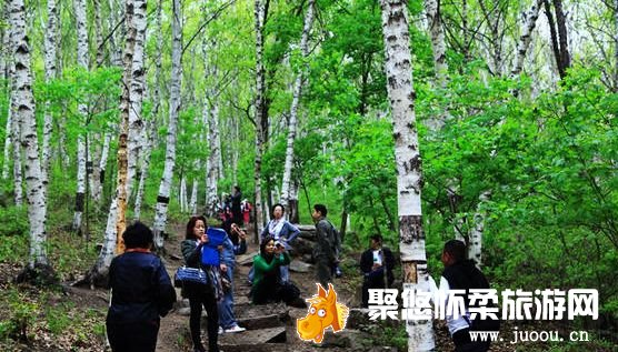 喇叭沟原始森林公园赏“春”森林资源最丰富的原始森林特色旅游观光度假胜地