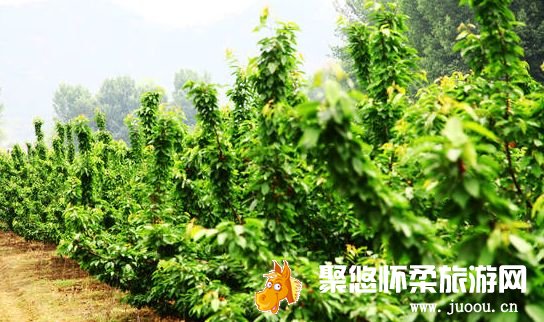 怀柔水库西北岸的杨家东庄村樱桃进入采摘期