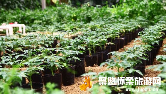 北京市农技推广站主办，三山蔬菜产销专业合作社承办的“西瓜评比观摩会”圆满落幕