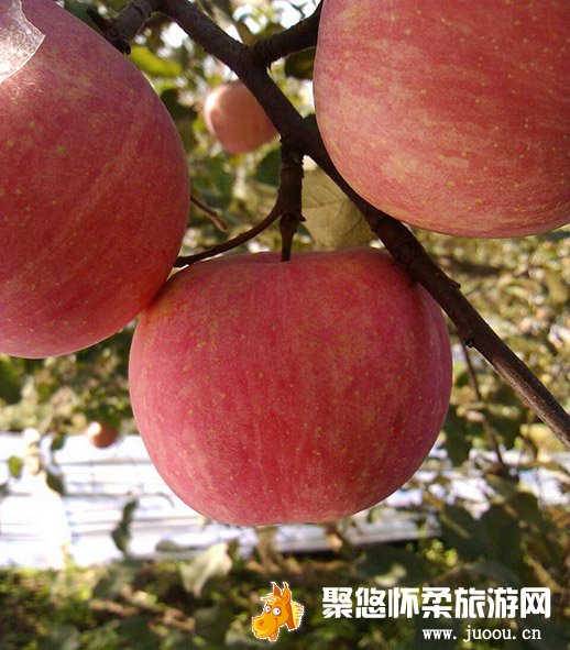 北京怀柔葡萄采摘、苹果采摘，来京郊怀柔采摘体验游吧。