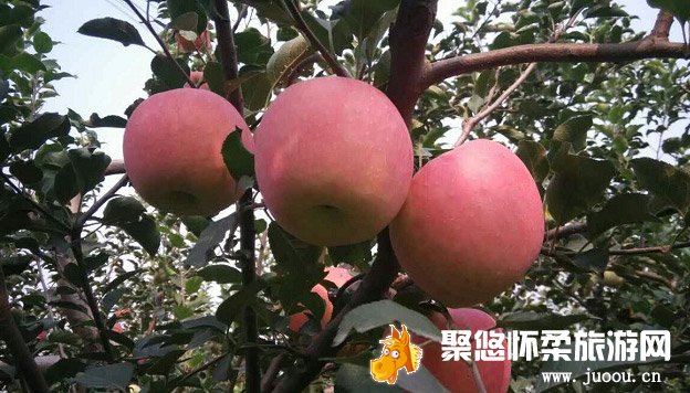 北京怀柔葡萄采摘、苹果采摘，来京郊怀柔采摘体验游吧。