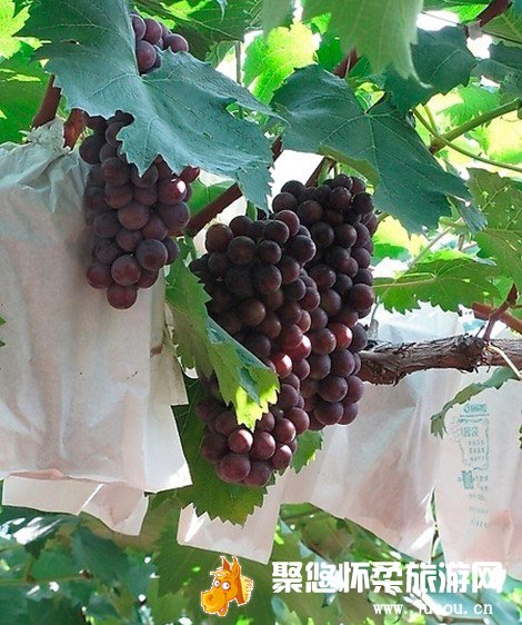 北京怀柔葡萄采摘园