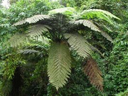 桫椤.jpg