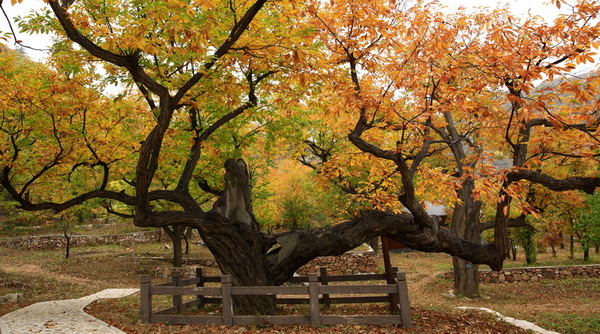 北京黄花城长城景区