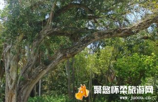 菩提树