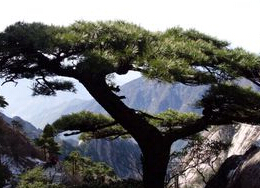 松树