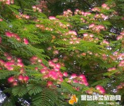 合欢树