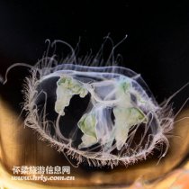 “水中国宝”—桃花水母现身水长城