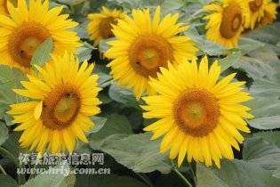 喇叭沟门乡800亩油葵点靓白桦谷