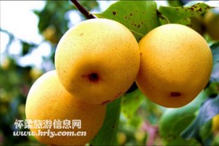 中国礼遇  响水梨王——响水湖长城向抗战老兵敬“梨”