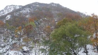 彩叶与白雪（组图）