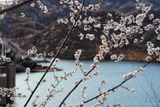 水长城内桃花朵朵开