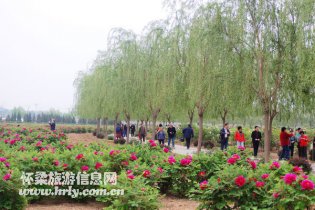桥梓镇凯创牡丹园邀您赏牡丹啦！