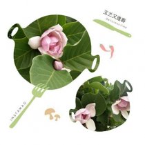 圣泉山的玉兰花又逢春  夏天开花了