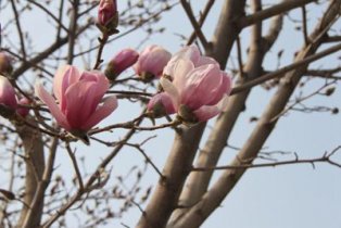 舞随心动 春暖花开